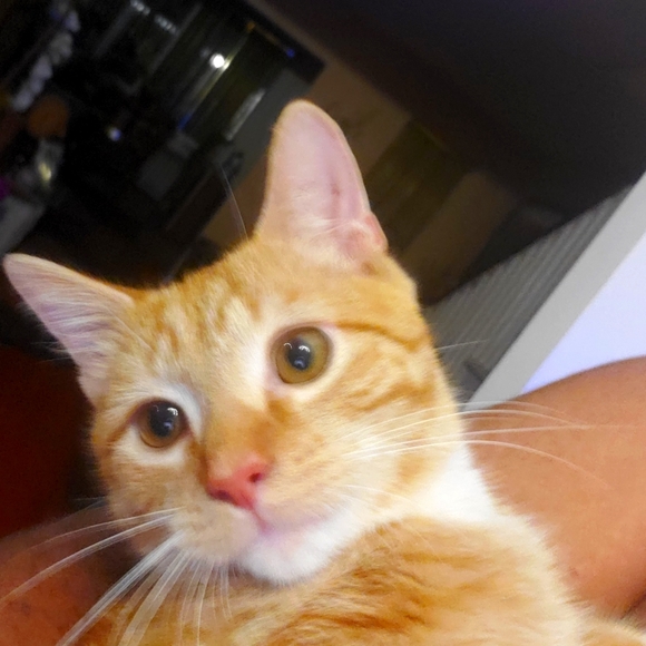 Meet your Posher, Toni - Picture 1 of 10